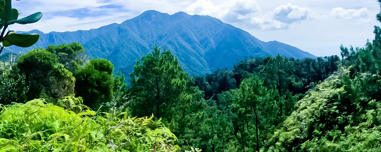 The dense forest surrounding Pico Turquino